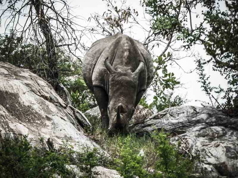 Rhinoceros Afrique du Sud