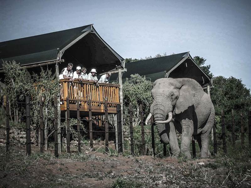 Arbre hôtel Kenya