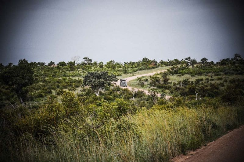 Safari en Afrique du Sud