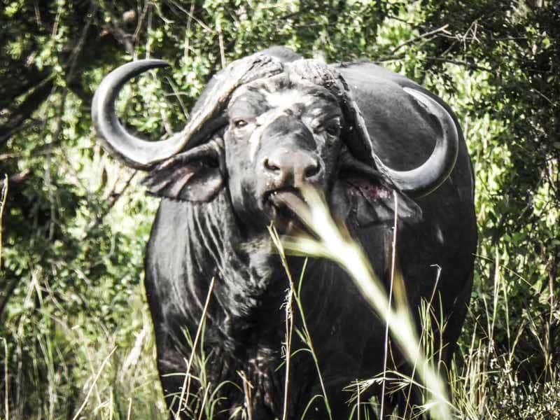 Buffle Afrique du Sud