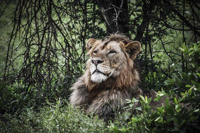 Lion Afrique du Sud