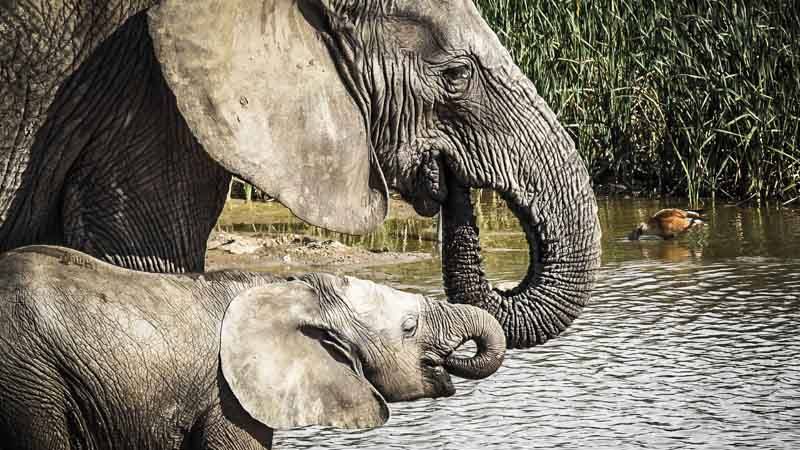 Elephants