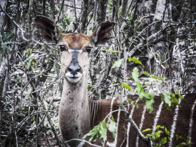 Impala Afrique du Sud