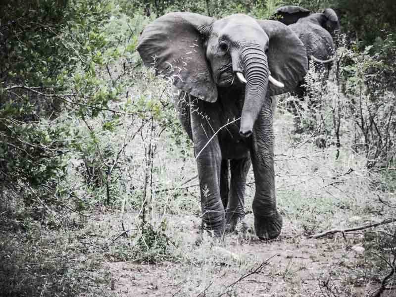 Eléphant Afrique du Sud