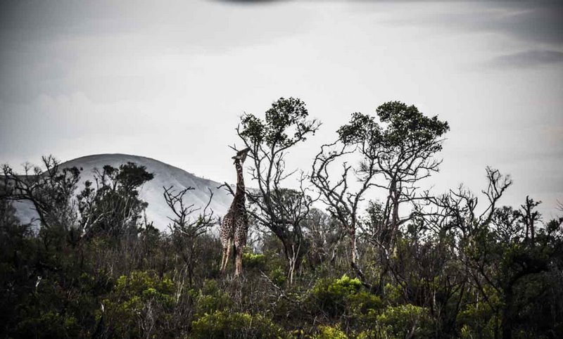 Girafe Afrique du Sud