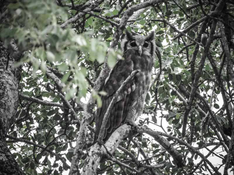 Hibou Afrique du Sud