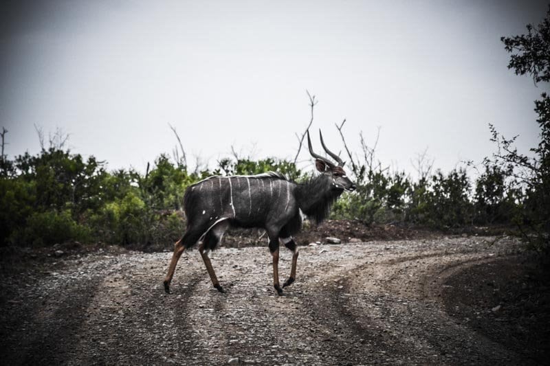 Safari en Afrique du Sud