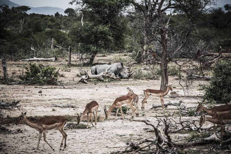 Rhinocéros et impalas Afrique du Sud