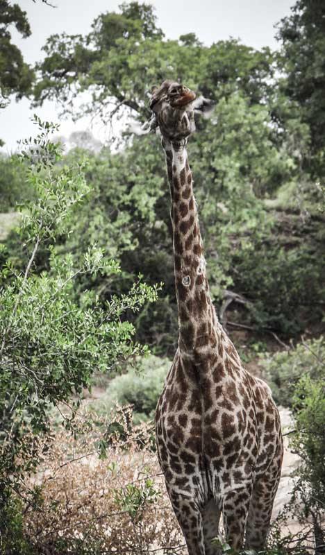 Girafe Afrique du Sud