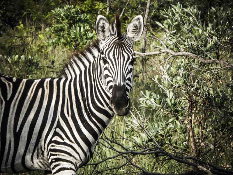 Zèbre en Afrique du Sud