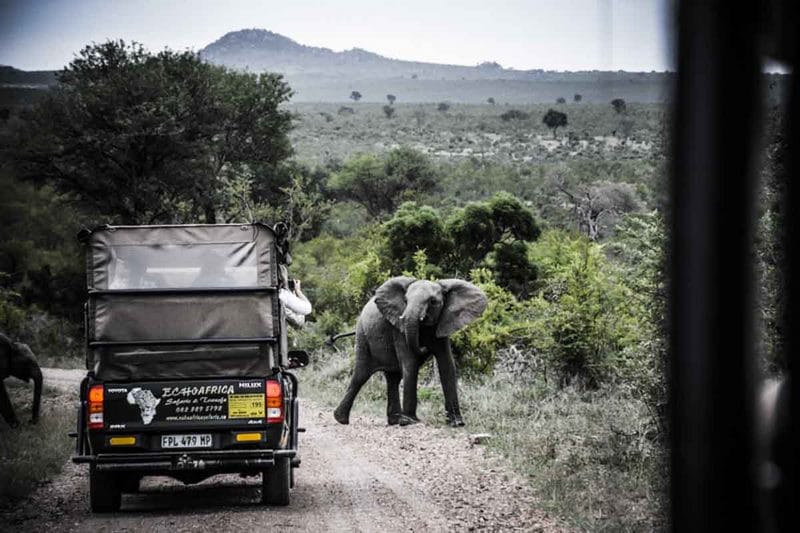 Eléphant Afrique du Sud