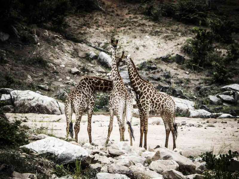 Girafes Afrique du Sud