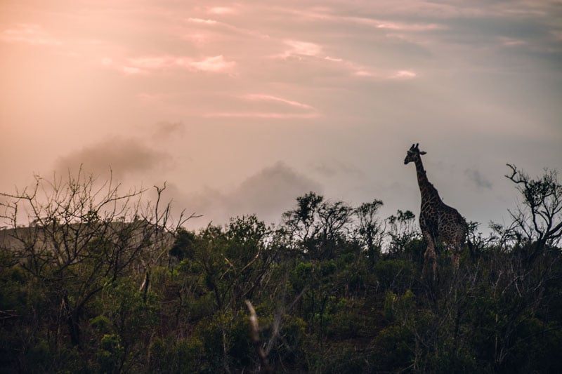 Safari Afrique du Sud