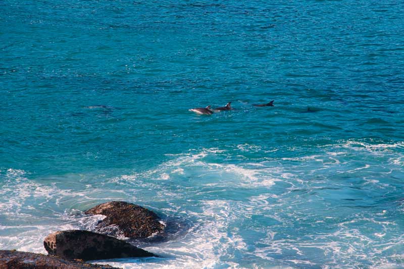 Dauphins Cape Town