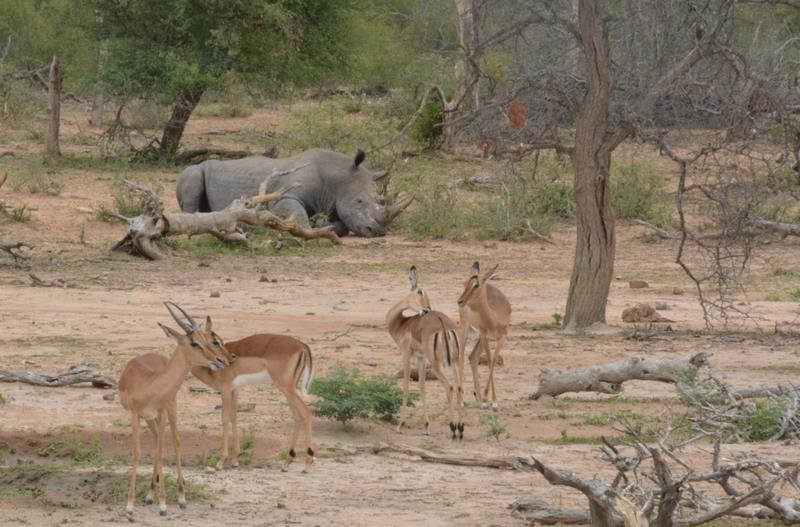 Rhinocéros et impalas