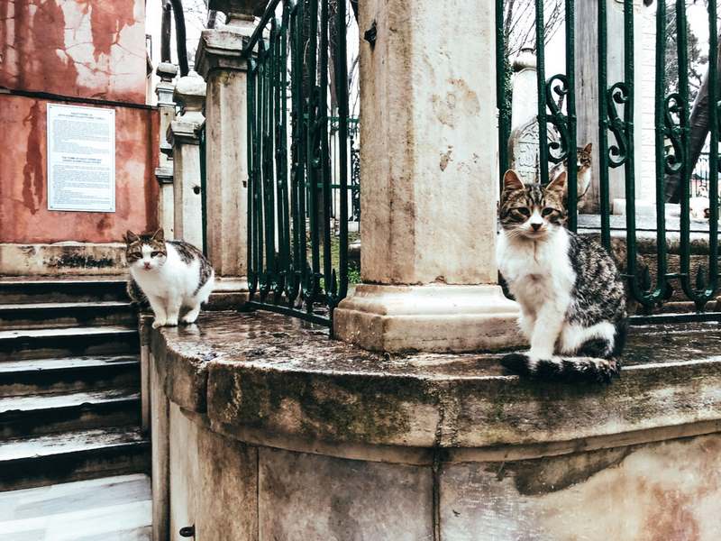 Chats à Istanbul