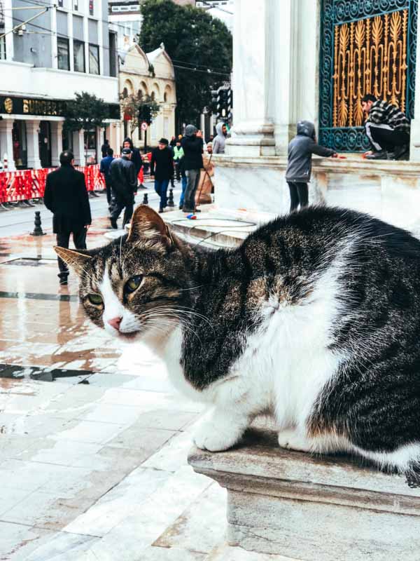 Chats à Istanbul
