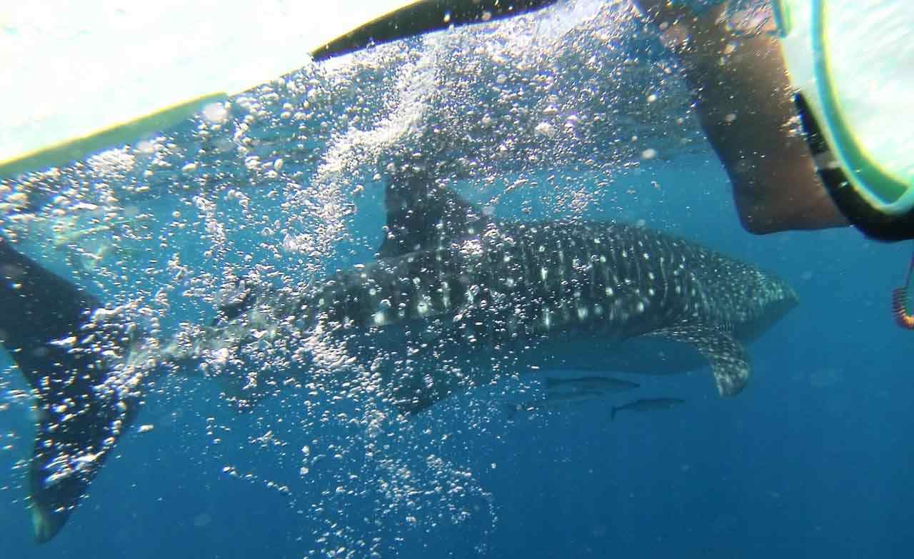 Requin baleine Madagascar