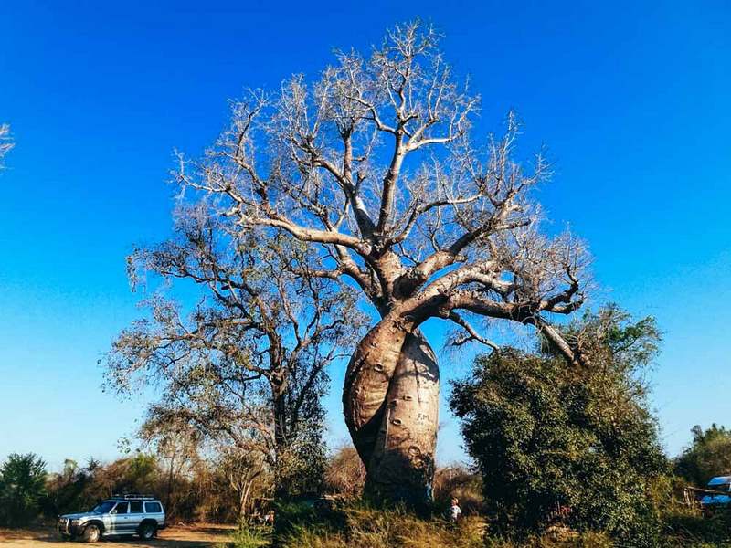 Baobabs amoureux