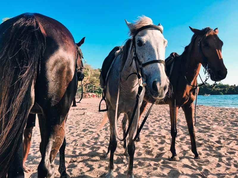 Cheval à Nosy Be