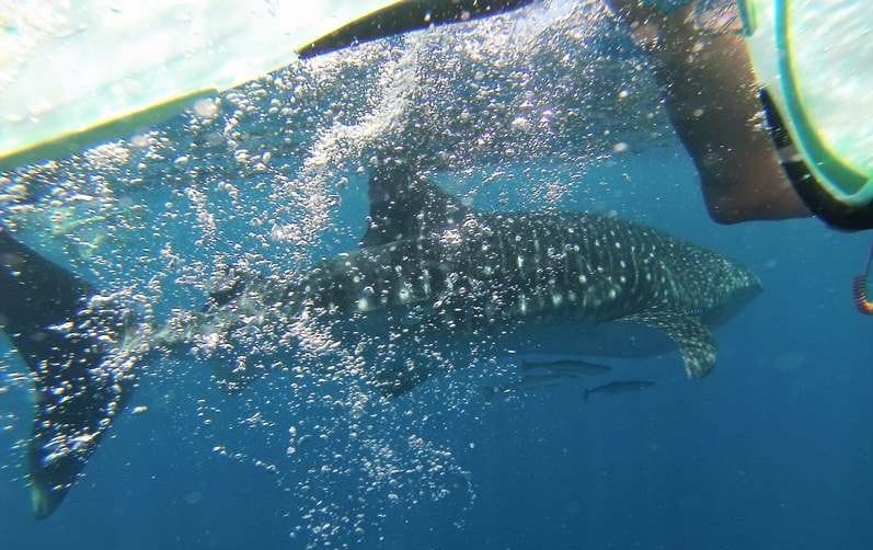 Requin baleine Madagascar