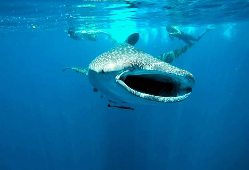 Requin baleine Madagascar