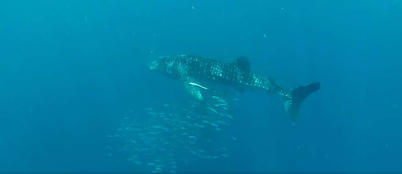 Requin baleine Madagascar