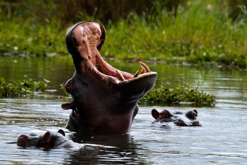 Hippopotame Zambie