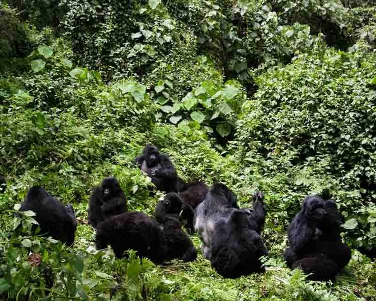 Bwindi National Park