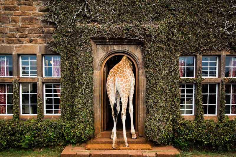 Giraffe Manor Nairobi