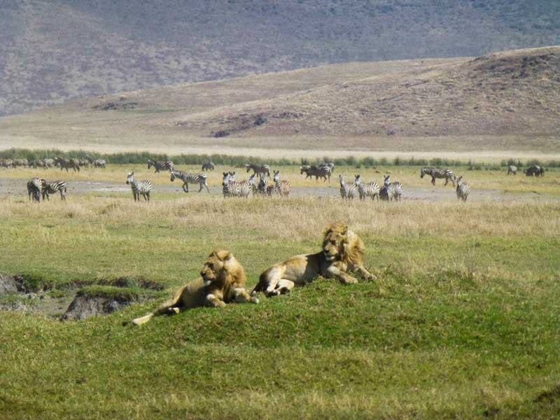 Lions au Ngorongoro