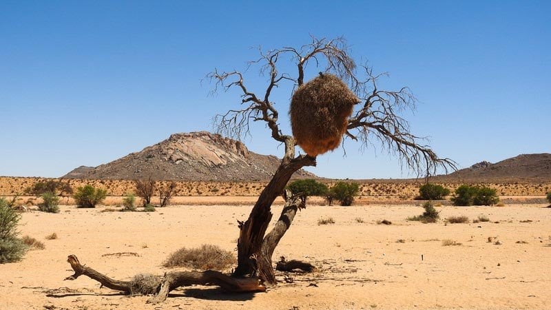 Désert du Kalahari