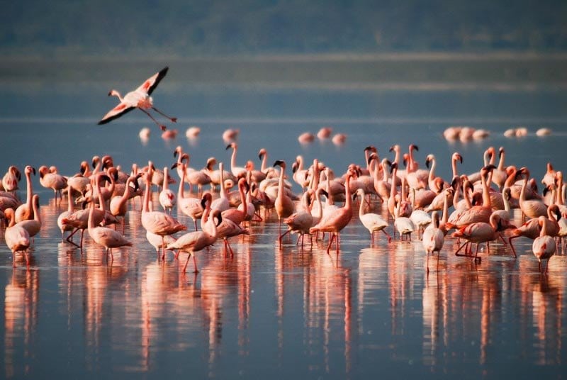 Flamants Lac Manyara