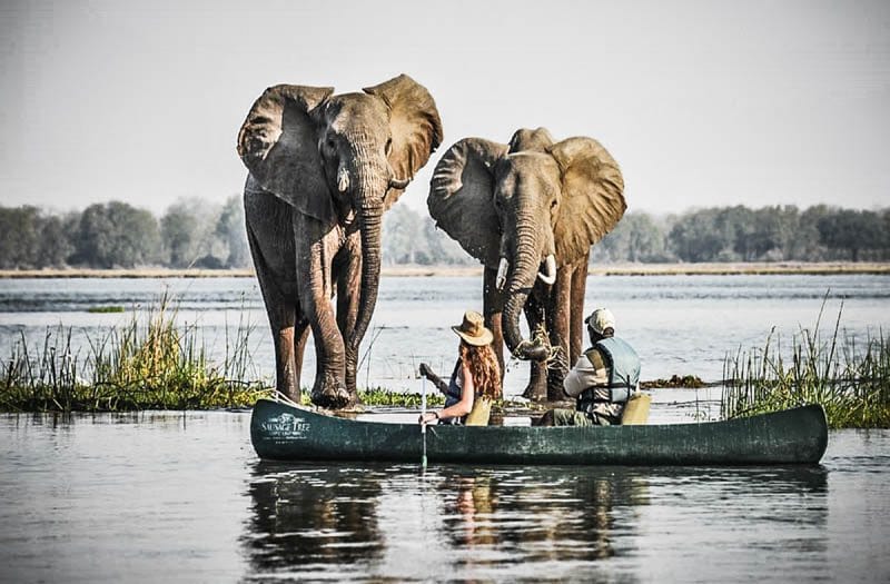 Safari en canoë