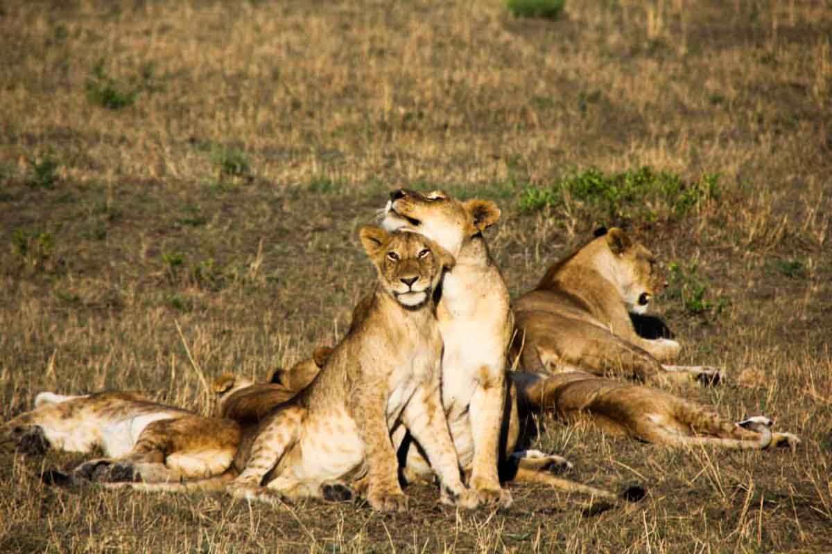 Lions Serengeti