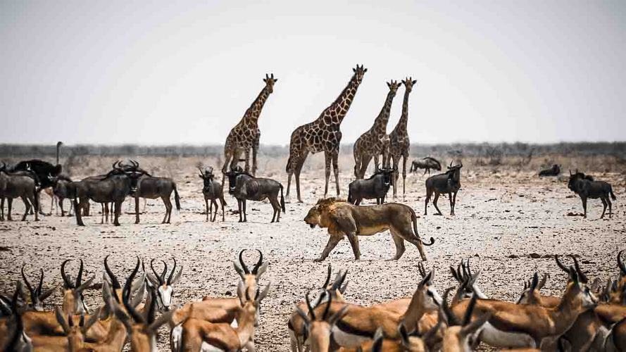 Etosha