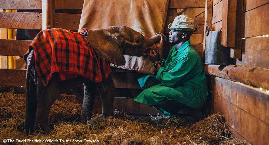 David Sheldrick Wildlife Trust