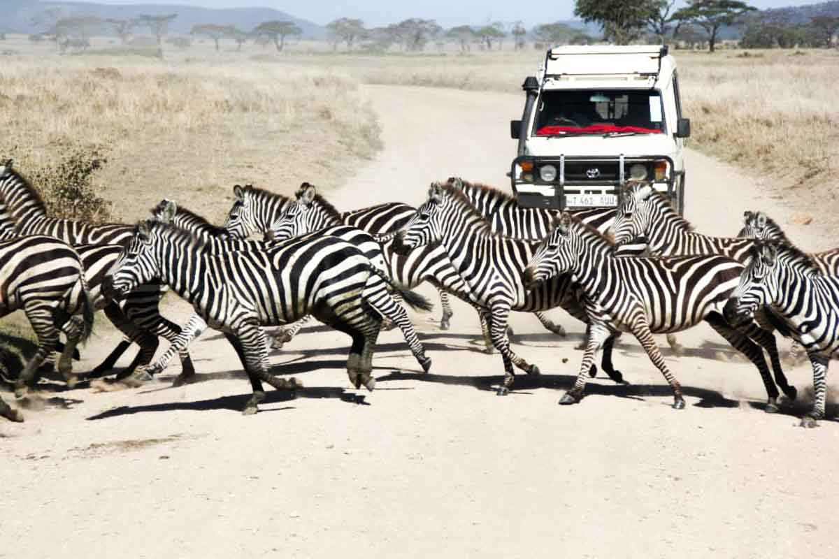 Zèbres Serengeti