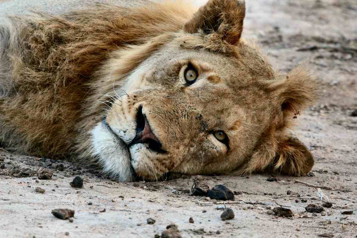 Lion Conservation Fund