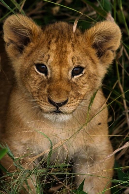 Lion Conservation Fund