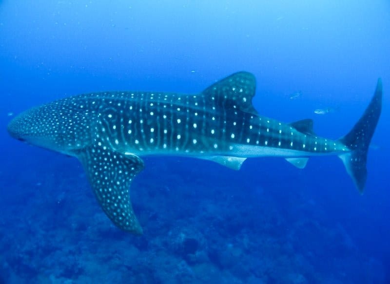 Requin baleine