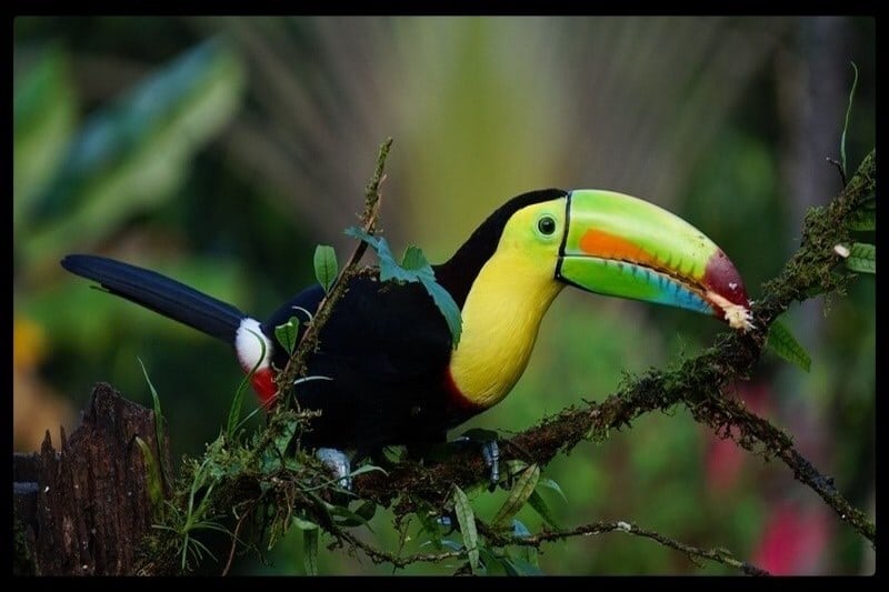 Toucan Costa Rica