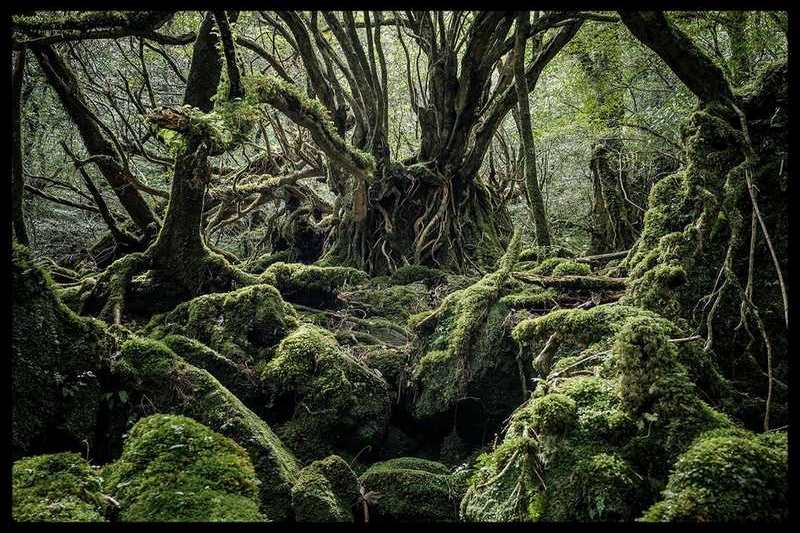 Yakushima au Japon